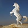 Caballo