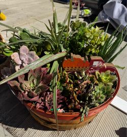 Succulent basket - large