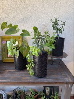 Plant Holders with plants