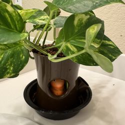 Pothos In Cute Self watering Planter With Reservoir Indicator