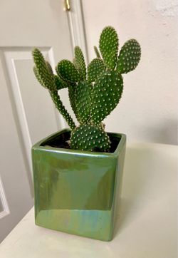 Cactus 🌵 plant 🪴