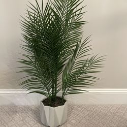 Plant (as Decor)