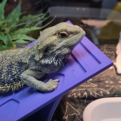 Reptile Basking Ramp 3D Printed Purple Periwinkle 