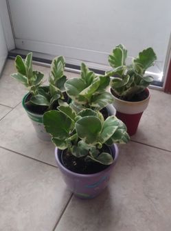 Peperomia house plants$13-$15 each pot