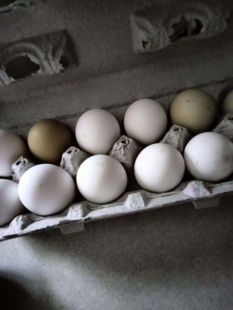 FARM FRESH CHICKEN EGGS