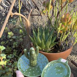 New Small Jewelry Cactus Containers