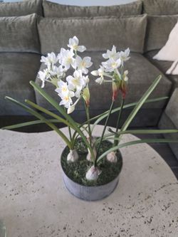 Plant