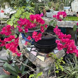 Blooming Bougenvellia Plant In Pot For Sale