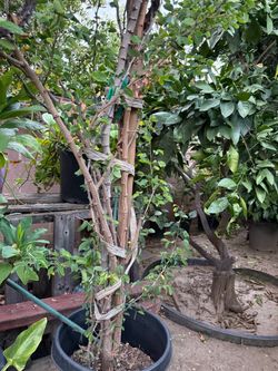 Small Tree in Black Nursery Pot
