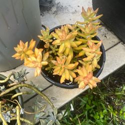 Full Sun Succulent 