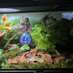 Baby Albino Pac-Man Frog Enclosure 