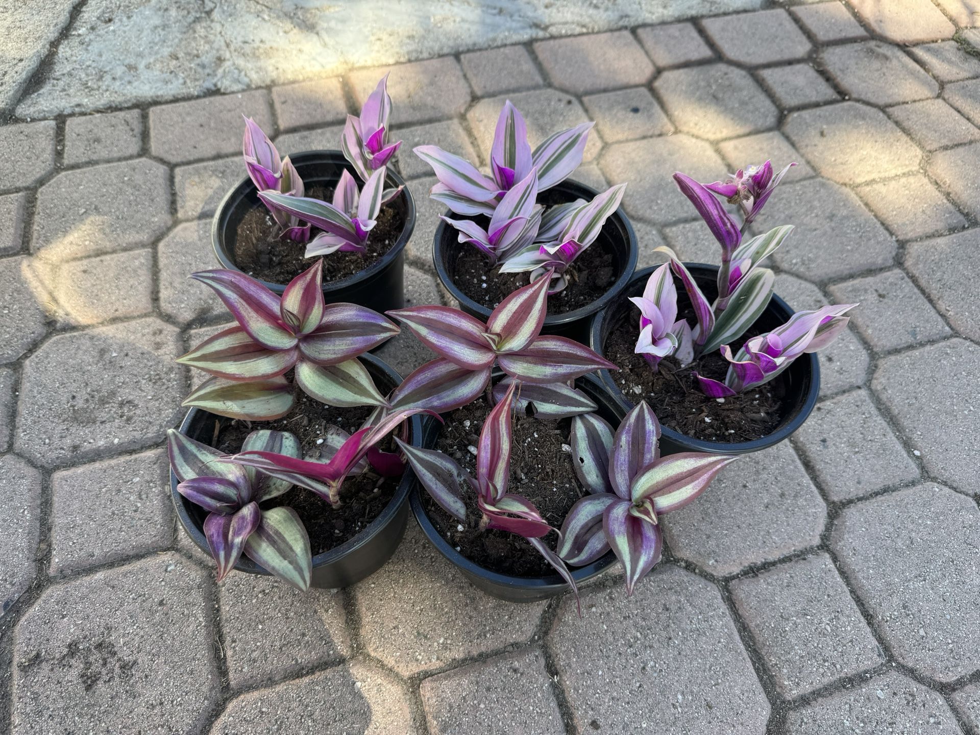 Wandering Jew 5$ Each