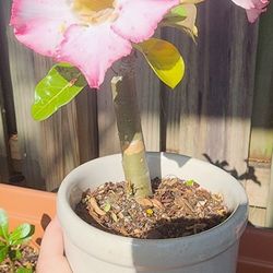 Desert Rose Cutting