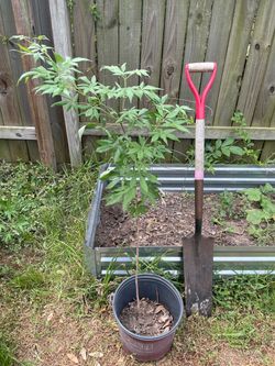 Vitex tree - $15