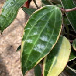 Variegated Hoya Macrophylla cuttings (unrooted)