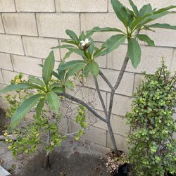 Very Healthy Potted Plumeria 