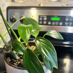 Plant 