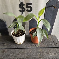 Silver Sword Philodendron Plants 
