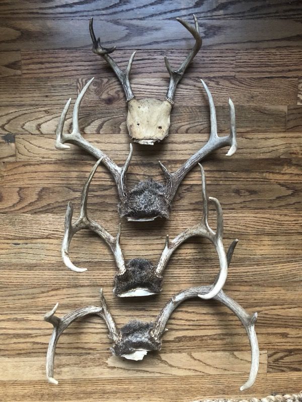 Assorted Deer Antlers for Sale in San Diego, CA OfferUp