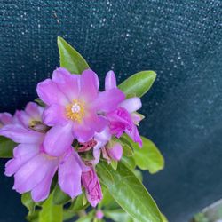 Pereskia Outdoor Blooming Plant, In 3 Gallons Pot Pick Up Only 