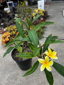 Aztec gold plumeria tree