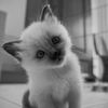 PuddyTat