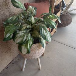 Decor