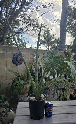 Sansevieria, Snake Plant, Cylindrica, Silver Spear.