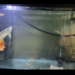 Full Aquarium Set Up