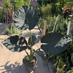 Elephant  Ear 6 Leaves Almost 5ft