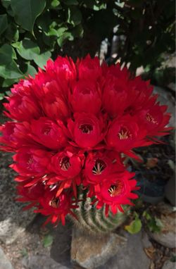 Red flower cactus