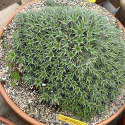 Brevifolia Plant In 12” Pots $100