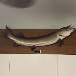 HUGE 42” Muskie Mounted Taxidermy