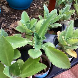 Mother Of Thousands Plant 2 For 5