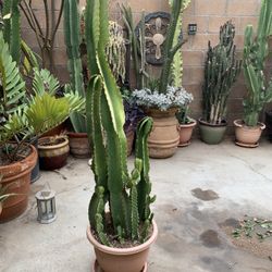 Cactus  7Feet Tall