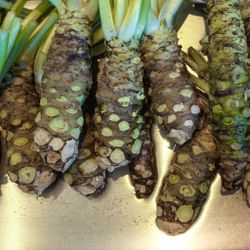 Fresh Real Wasabi Rhizome 