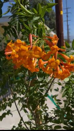 TECOMA/TRUENOS 'Orange Jubilee'