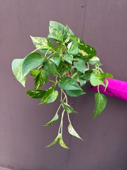 4” Patricio Pothos