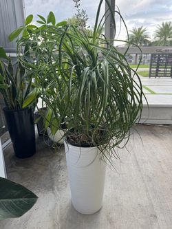 Ponytail plants y base