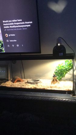 snake tank plus a heating pad