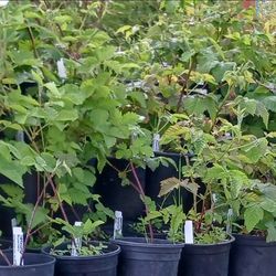 Edible plants Extravagananza