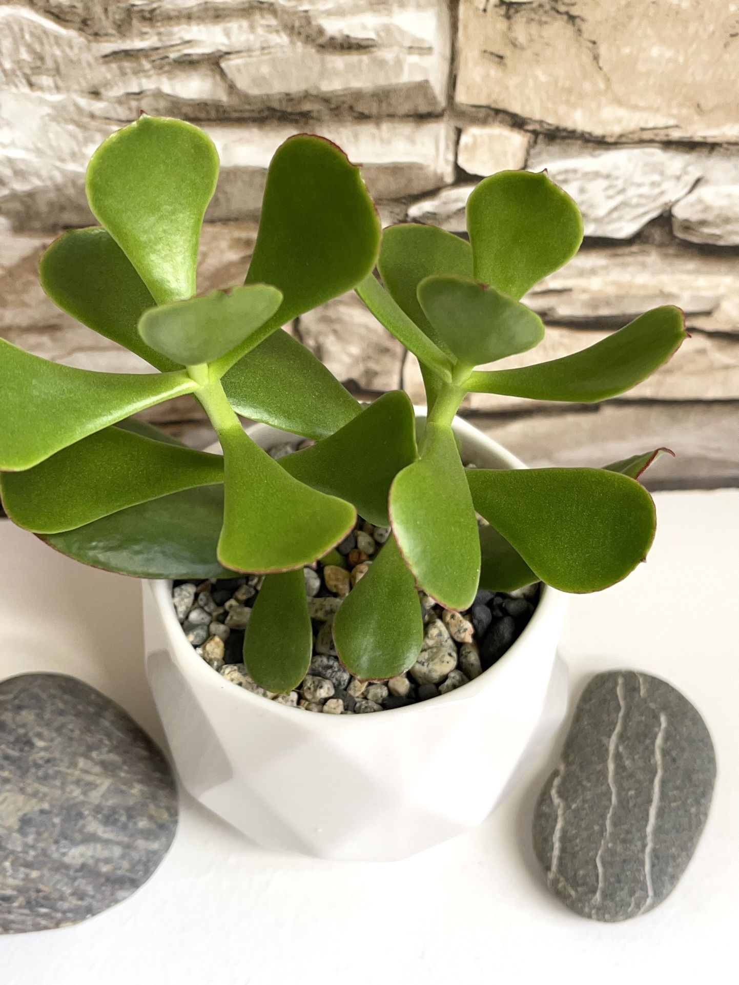 Jade House Plant In Cute Ceramic Pot 3”H.