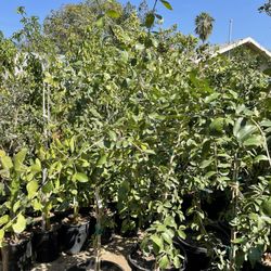 barbados cherry