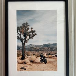House Of Spoils - Joshua Tree Print 