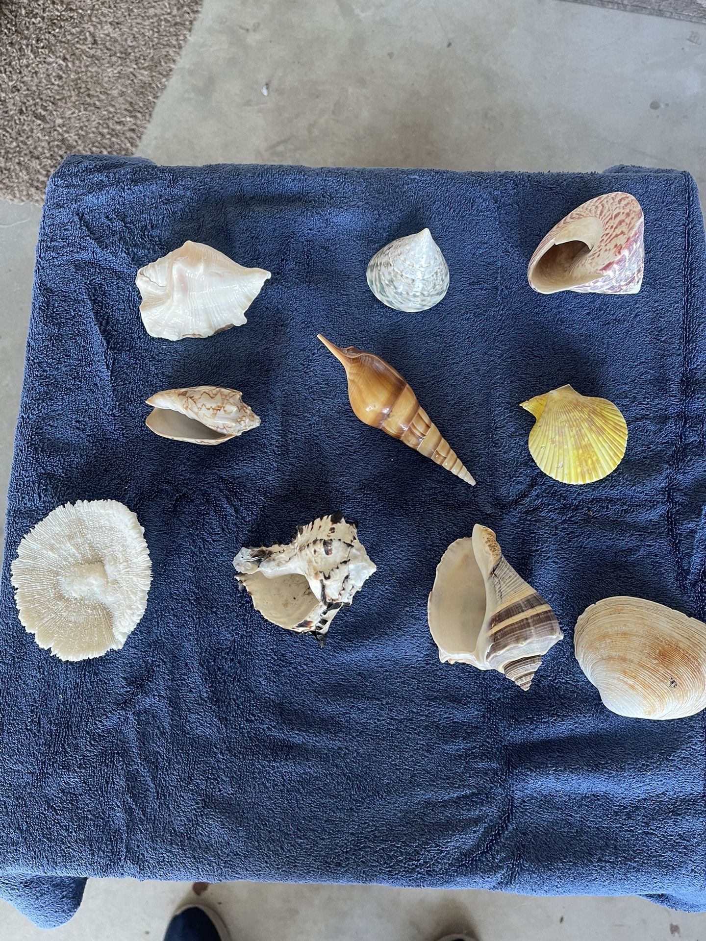 10-Sea Shells Great For Aquarium Or Home Decorations