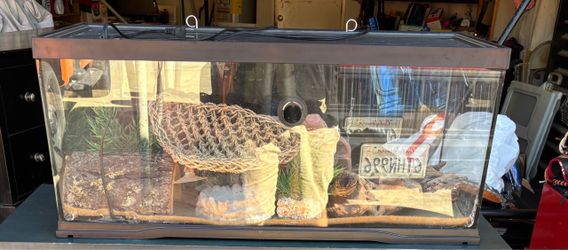 Lizard enclosure