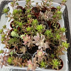 Succulents