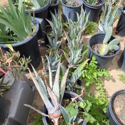 Maguey $6 Cada Uno