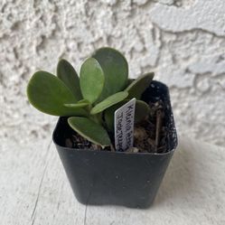 2 Inch Pot Succulent Plant - Kleinia Petraea - Jade Trepador - Rooted & Established - Drought Resistant 🪴 Perfect Baby & Wedding Shower Favors
