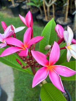 Large Pink Plumeria with blooms